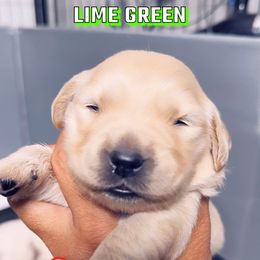 Golden Retriever Puppies from Ruff Life Goldens