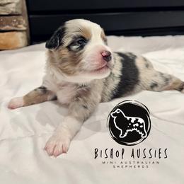 Miniature Australian Shepherd Puppies from Bishop Aussies