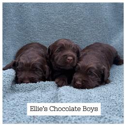 1st Pick Chocolate Boy (E) - Chocolate male Australian Labradoodle puppy in Hartshorne, Oklahoma from Jena Edmond