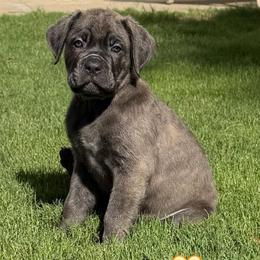 Yellow collar female - Gray brindle female Cane Corso puppy in Atlanta, Georgia from Cane Corso’s of Atlanta