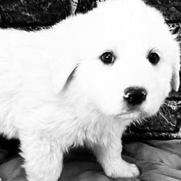 Yellow Girl - White female Great Pyrenees puppy in Elfrida, Arizona from Outlaw Acres Farm & Kennels