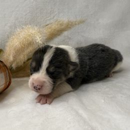 Boy 7 Bluie (Gray) - Gray and white male American Corgi puppy in Scottown, Ohio from Wyndy Ridge Corgis