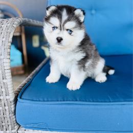 Pops - Black and white male Pomsky puppy in Yavapai County, Arizona from Pawsh Pomskies