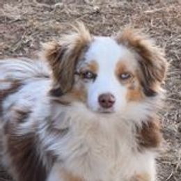 Toy Australian Shepherds from Herddogies