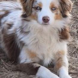 Toy Australian Shepherds from Herddogies