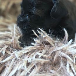 Charlie - Black male Shih Tzu puppy in Lone Tree, Illinois from Prairie Creek Puppies