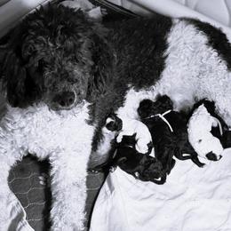 Poodle puppies from Johnson Kennels