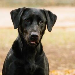 Labrador Retrievers from Ducktown Retrievers