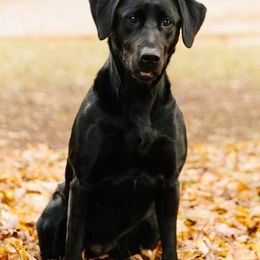 Labrador Retrievers from Ducktown Retrievers
