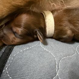 Ms. White - Red female Dachshund puppy in Casa Grande, Arizona from Harris Hugs and Wiener Wiggles
