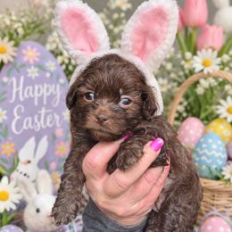 Annie, Aqua - Brown female Shihpoo puppy in Delphos, Ohio from Route 66 Poodles & Doodles, Sapphire Shih-tzu's of Ohio