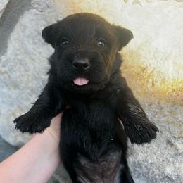 Girl 3 - Black female Scottish Terrier puppy in Chattanooga, Tennessee from Oodles of Cuties!