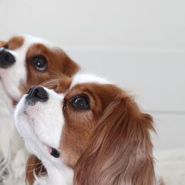 Cavalier King Charles Spaniels from The Gentle Cavalier