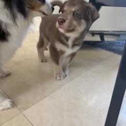 Lapponian Herder Puppies from Frozen Kennel