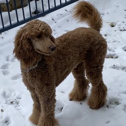 Sage - Poodle