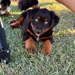 Dr. Pepper - Black tri male Miniature Australian Shepherd puppy in Lincoln, California from Country Dreams Mini Aussies
