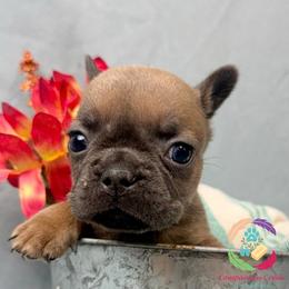 Pebbles - Blue fawn female French Bulldog puppy in Bowman, Georgia from Companion Creek Farm
