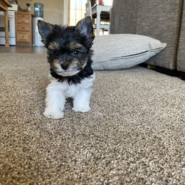 Yorkshire Terrier Puppies from Devine Yorkies