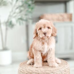 Peanut Butter - Red  male Goldendoodle puppy in Punta Gorda, Florida from Transformation Acres Goldendoodle