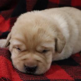 Flurry - Yellow female Labrador Retriever puppy in Camden, Indiana from Camden's Caring Canines