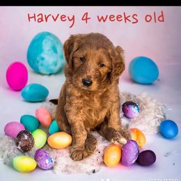 Goldendoodle Puppies from Goldendoodles of Anchor Bay