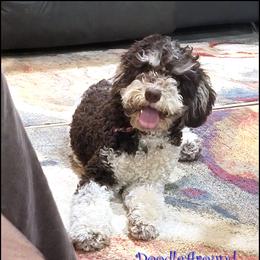 Quill - Australian Labradoodle