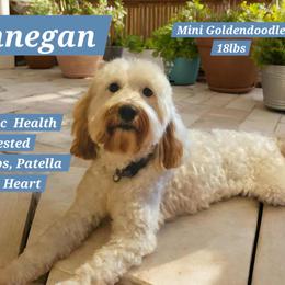 Finn - Goldendoodle
