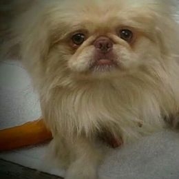 Sailor - Pekingese