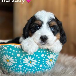 Thursday - Black tri-color female Aussiedoodle puppy in Lancaster, Minnesota from Finney Ranch
