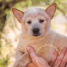 Aes Sedai (AKC) - Australian Cattle Dog