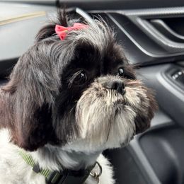 Coco - Shih Tzu