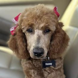 Poodles from Demi’s moyen , poodles