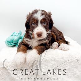 Sunset - Tri-color female Bernedoodle puppy in Baroda, Michigan from Great Lakes Bernedoodles
