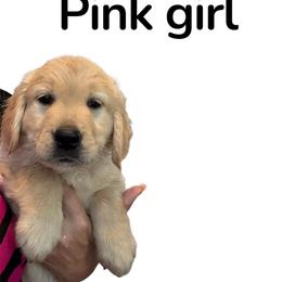 Miss Pink - Light golden male Golden Retriever puppy in Yuba City, California from Family Loved Golden Retrievers