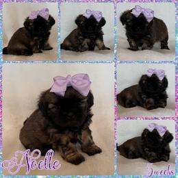 Noelle - Sable female Shih Tzu puppy in Yelm, Washington from Lala's All Star Shih Tzu