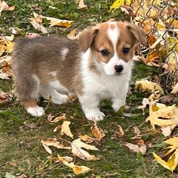 Sawyer - Sable male Pembroke Welsh Corgi puppy in Blair, Wisconsin from Sandy’s Pet Grooming and Boarding & AKC Corgis