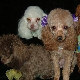 Poodles from Southern Lady Red Poodles