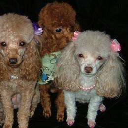 Poodles from Southern Lady Red Poodles