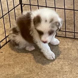 Pluto - Red merle male Australian Shepherd puppy in Hammond, Louisiana from Gold Ring Australian Shepherds