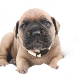 Goldie - Fawn female Bullmastiff puppy in Chickasha, Oklahoma from Rustic Lace