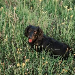 Lil Kimm - Dachshund