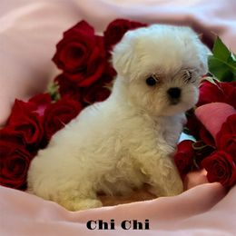 Korean Female Chi Chi - White female Maltese puppy in Mooresville, North Carolina from Clearview Canines