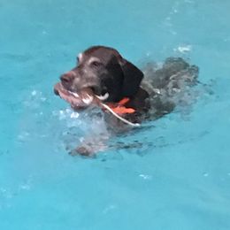 German Shorthaired Pointer All Grown Up from Twin Gabels GSPs