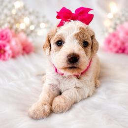 Bo Peep - Parti female Goldendoodle puppy in Hot Springs, Arkansas from Hot Springs Kennels