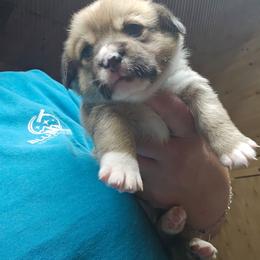 Teal Girl - White and red female Pembroke Welsh Corgi puppy in Keysville, Virginia from CL&L Corgi's
