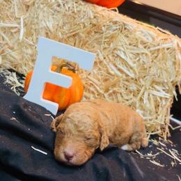 Girl 3 - Red  female Poodle puppy in Sandy Springs, Georgia from Amore’ Poodle Co.