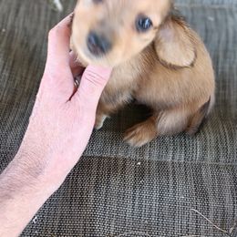 Dachshund Puppies from Bailey's Dachshunds