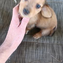 Dachshund Puppies from Bailey's Dachshunds