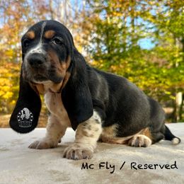 Captain America - Black white and brown male Basset Hound puppy in Dingess, West Virginia from Tuckers' Howling Hounds