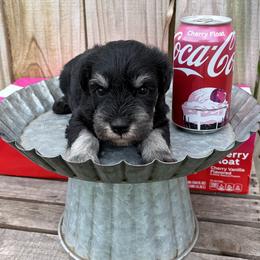 No collar - Black and silver male Miniature Schnauzer puppy in Garrison, Texas from RNH Schnauzers